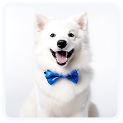 pet online store grooming